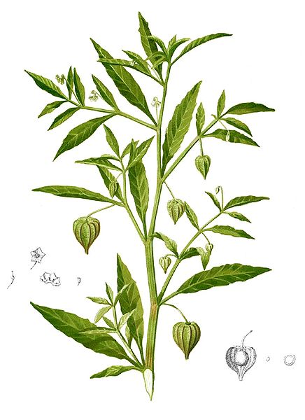 File:Physalis angulata Blanco1.50-cropped.jpg