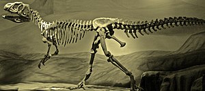 Skeleton reconstruction of Piatnitzkysaurus