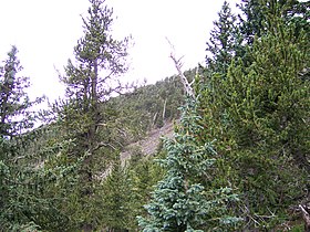 Trees, with Picea engelmannii, Humphreys Peak, Arizona