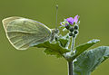 * Nomination Spring form of a large white (Pieris brassicae). Adana, Turkey. --Zcebeci 21:35, 28 February 2015 (UTC) * Promotion Good quality --PIERRE ANDRE LECLERCQ 22:19, 28 February 2015 (UTC)