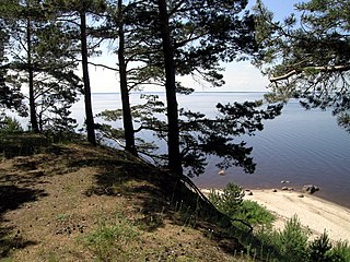 Dennenbos op het eiland Verchny, een van de Talabsk-eilanden