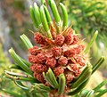 Pinus longaeva 2.jpg