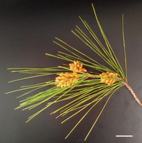 Pinus radiata pollen cones, 2 cm scale bar.png