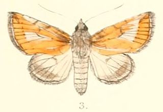 <i>Risoba vitellina</i> species of insect