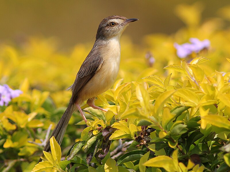 File:Plain-Prinia.jpg