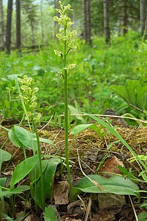 <i>Platanthera obtusata</i> species of plant