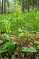 Platanthera obtusata