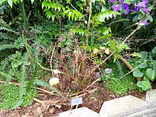 Plectranthus welwitschii - Botanischer Garten Kopenhagen - DSC08001.JPG