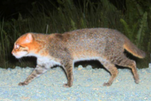 A flat-headed cat seen by a camera trap in Tangkulap Forest Reserve, Sabah, Malaysia in March 2009 Plionailurus planiceps cropped.png