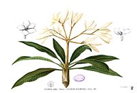 Plumeria alba