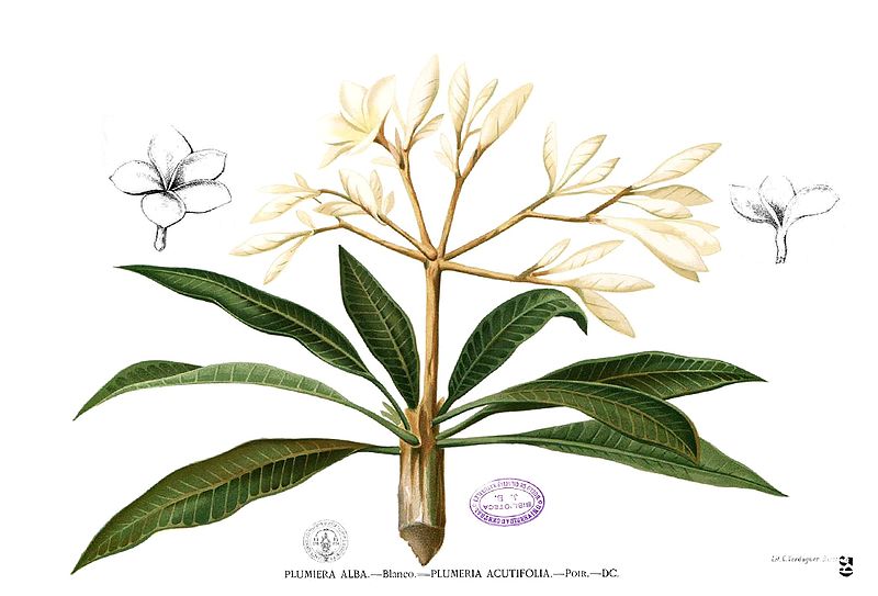 File:Plumeria alba Blanco1.39.jpg