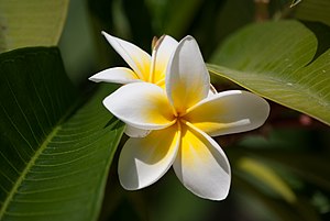 Plumeria au jardin de Bahia a Acre.jpg