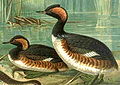 Podiceps nigricollis naumann.jpg