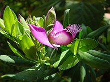 Polygala myrtifolia Polygala myrtifolia (2921770836).jpg