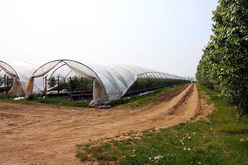 File:Polytunnel by Mumbery Hill - geograph.org.uk - 2377484.jpg