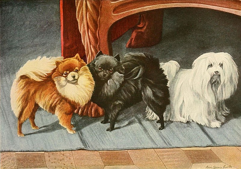 File:Pomeranians, maltese.jpg