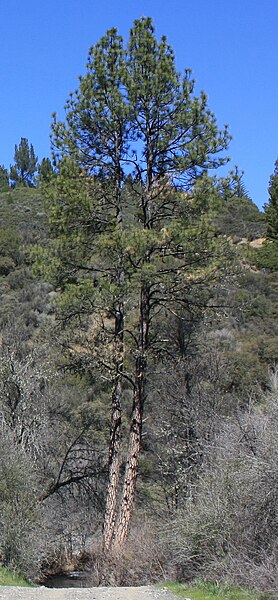 File:Ponderosa Pine, Crabtree Hot Springs, Lake County, California.jpg