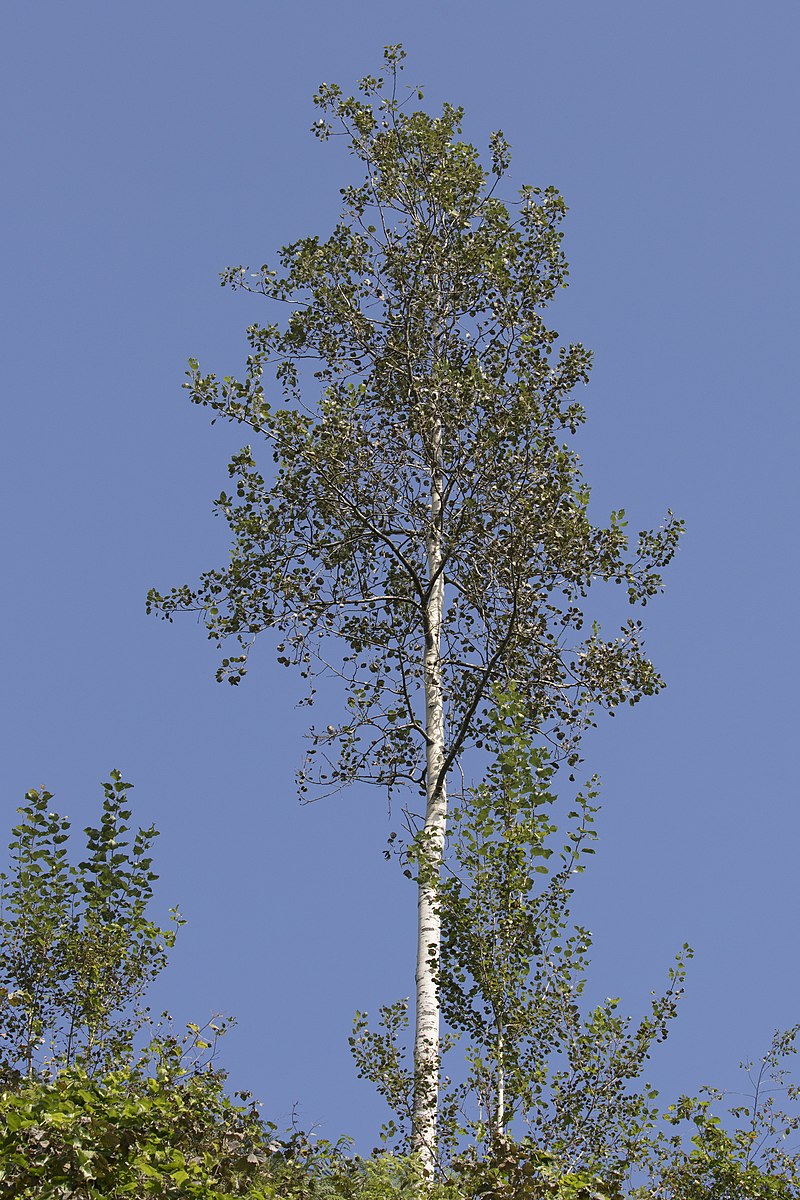 Populus tremula - Wikipedia, la enciclopedia libre