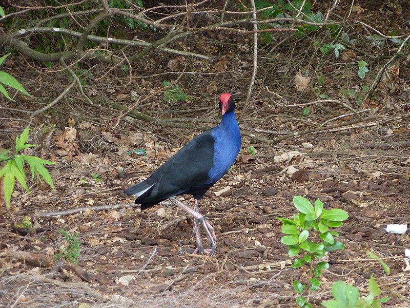 File:Porphyrio porphyrio -Rotorua, North Island, New Zealand -adult-8.jpg