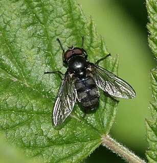 <i>Portevinia</i> Genus of flies