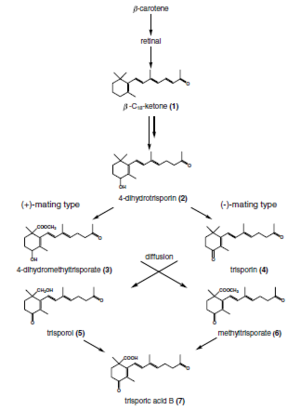 Zygomycota