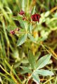 Potentilla palustris (Sumpf-Blutauge) [A]