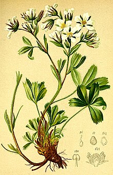 Potentilla caulescens Atlas Alpenflora.jpg