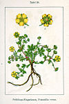 Potentilla verna Sturm26.jpg