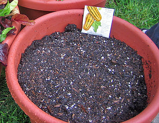 Potting soil Medium in which to grow plants