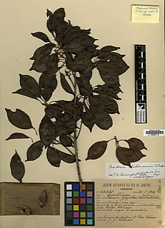 <i>Pradosia kuhlmannii</i> Species of flowering plant