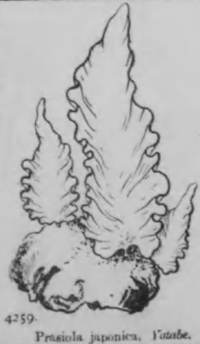 Prasiola japonica.
