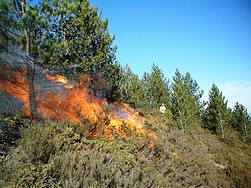 A controlled burn in a European black pine (P. nigra) woodland, Portugal