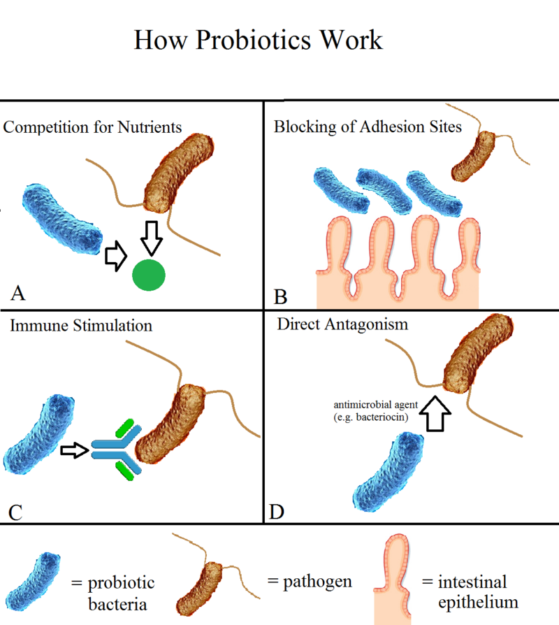 Bacillus Acidophilus - Ferments lactiques - Bio et santé