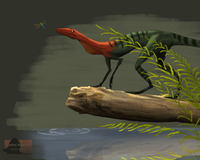 Prorotodactylus.png