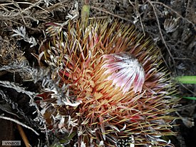 Protea scolopendriifolia 15598088.jpg