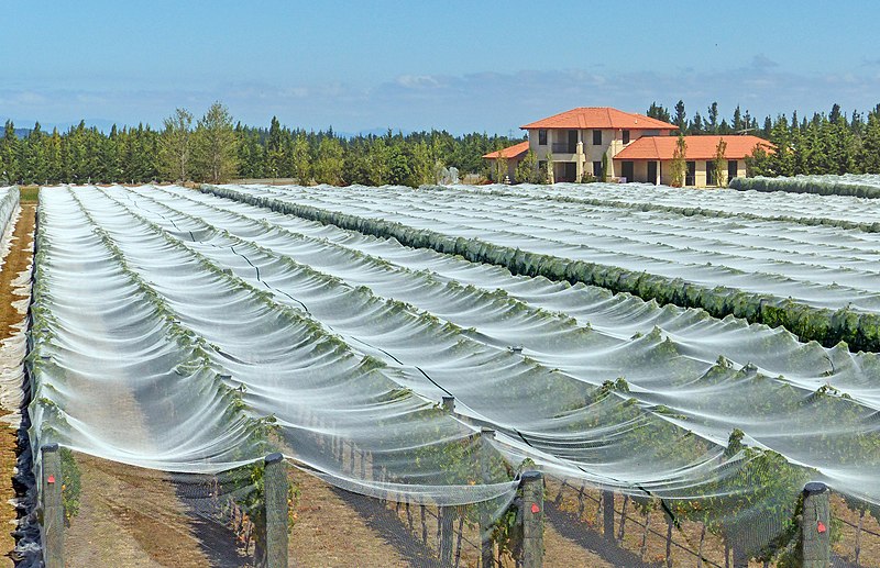 File:Protecting Grape Vines from Birds. (16371452799).jpg