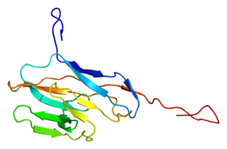 <span class="mw-page-title-main">CEACAM8</span> Mammalian protein found in Homo sapiens