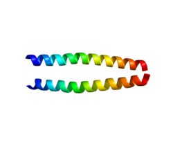 Ақуыз PRKG1 PDB 1ZXA.png