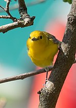 Thumbnail for File:Prothonotary warbler in GWC (50996).jpg