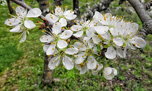 A particularly harmonious sprig of plum blossoms.