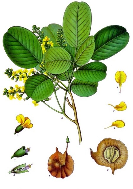 Tập_tin:Pterocarpus_santalinus_-_Köhler–s_Medizinal-Pflanzen-114.jpg