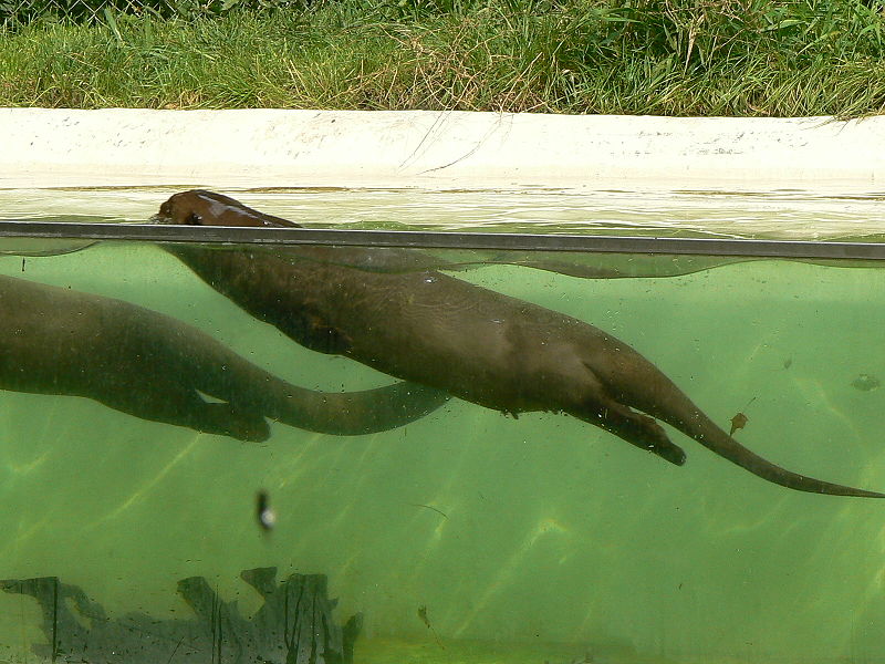 File:Pteronura brasiliensis on the water.JPG