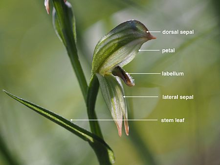 Labelled image of P. longifolia Pterostylis longifolia (labelled).jpg