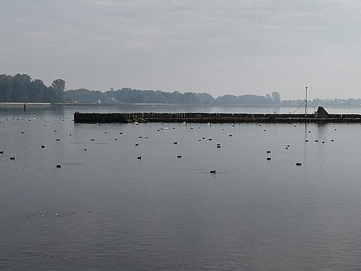Ptice na ptujskem jezeru
