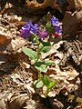 * Nomination Habit of flowering Pulmonaria obscura. --Bff 17:29, 26 June 2023 (UTC) * Promotion  Support Nice clear focused picture and pretty flower. Mayfair Rose 21:55, 2 July 2023 (UTC)