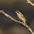 Purple-gaped Honeyeater (Lichenostomus cratitius), Patchewollock Conservation Reserve, Victoria, Australia