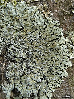 <i>Pyxine</i> Genus of lichens