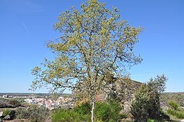 Quercus faginea 11.JPG