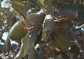 La sughera (qui le ghiande ancora acerbe) cresce in Sicilia e Sardegna, dove viene anche coltivata, in Liguria, in tutta la penisola escluso il versante adriatico a nord della Puglia