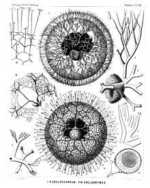 Radiolaria (Challenger) Plate 121.jpg